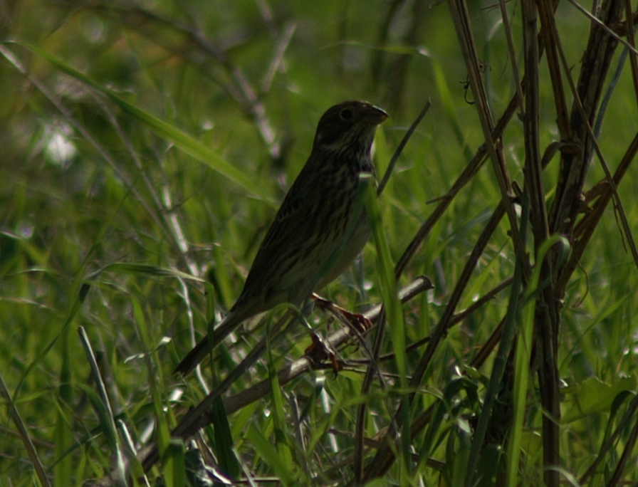 altro aiuto altro passeriforme